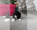 Puppy Asia Shih-Poo