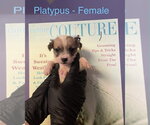 Platypus - Female Shih Tzu-Unknown Mix Dog for Adoption - Small photo