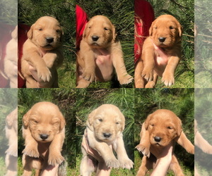 Golden Retriever Puppy for sale in MARION, NC, USA