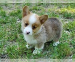 Small #6 Pembroke Welsh Corgi