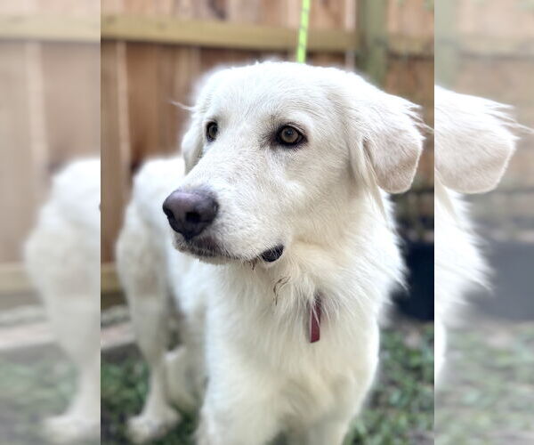 Medium Photo #4 Great Pyrenees Puppy For Sale in Spring, TX, USA