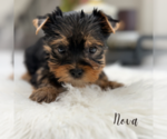 Small #6 Yorkshire Terrier