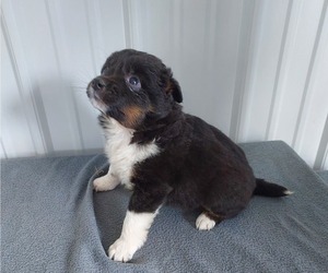 Australian Shepherd Puppy for sale in HOUGHTON, NY, USA