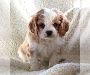 Cavachon Puppy for sale in FREDERICKSBURG, OH, USA