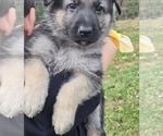 Puppy Yellow German Shepherd Dog