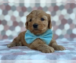 Goldendoodle Puppy for sale in LANCASTER, PA, USA