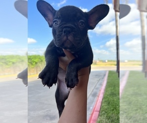 French Bulldog Puppy for Sale in CHATTANOOGA, Tennessee USA