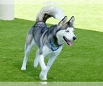 Small #2 Siberian Husky Mix