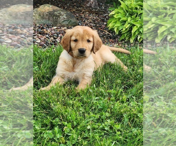Medium Photo #8 Golden Retriever Puppy For Sale in DAKOTA, MN, USA