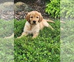 Small #7 Golden Retriever