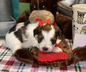 Yorkshire Terrier Puppy for sale in DUNCAN, OK, USA