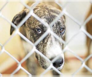 Mutt Dogs for adoption in Tulsa, OK, USA