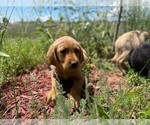 Small Photo #3 Golden Labrador Puppy For Sale in PEYTON, CO, USA