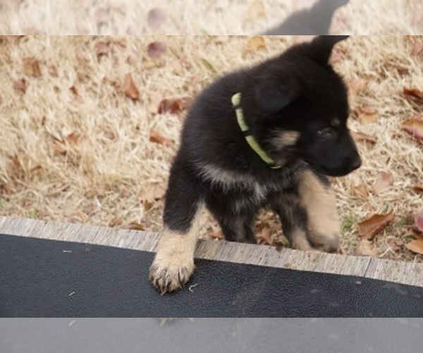 Medium Photo #26 German Shepherd Dog Puppy For Sale in NOBLE, OK, USA