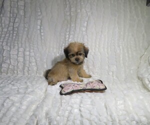 Shorkie Tzu Puppy for Sale in COOKEVILLE, Tennessee USA