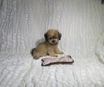 Small Shorkie Tzu