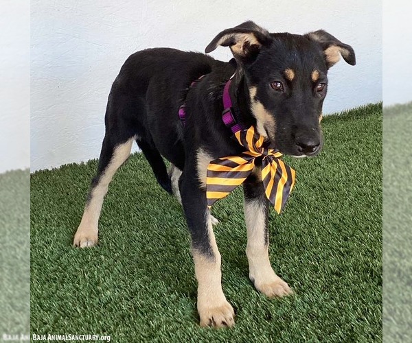 Medium Photo #2 German Shepherd Dog-Unknown Mix Puppy For Sale in San Diego, CA, USA