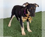 Small Photo #2 German Shepherd Dog-Unknown Mix Puppy For Sale in San Diego, CA, USA