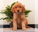 Small #4 Golden Retriever