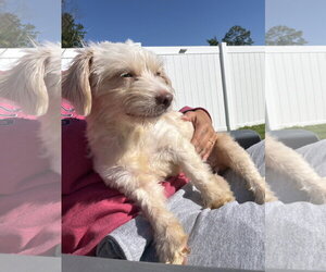 Willow Barton - Female Mal-Shi Dog for Adoption - Photo #4