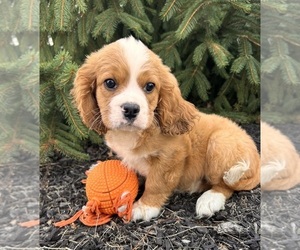 Cavalier King Charles Spaniel-Miniature Bernedoodle Mix Puppy for sale in MIDDLEBURY, IN, USA
