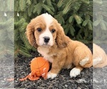 Small Cavalier King Charles Spaniel-Miniature Bernedoodle Mix