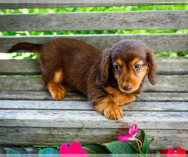 Medium Photo #6 Dachshund Puppy For Sale in WAKARUSA, IN, USA