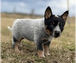Small #3 Australian Cattle Dog