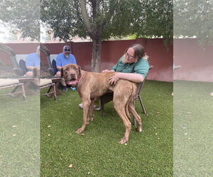 Great Dane Dogs for adoption in Goodyear, AZ, USA