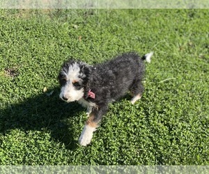 Bernedoodle Puppy for sale in LANCASTER, PA, USA