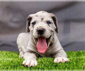 Medium Great Dane