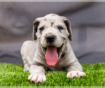 Puppy Jordan Great Dane