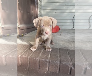 American Pit Bull Terrier Puppy for sale in MILLVILLE, NJ, USA
