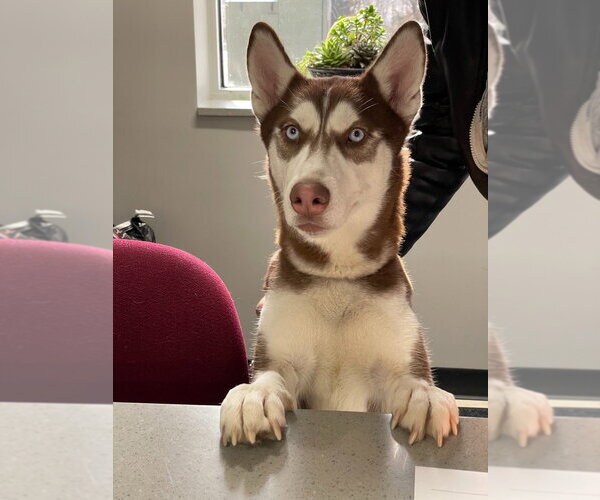 Medium Photo #1 Siberian Husky Puppy For Sale in Pierceton , IN, USA