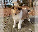 Puppy 2 Collie