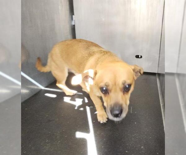 Medium Photo #1 Mutt Puppy For Sale in San Antonio, TX, USA