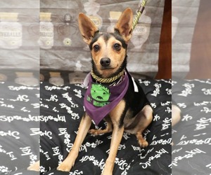 Chihuahua-Unknown Mix Dogs for adoption in Victorville, CA, USA