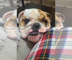 English Bulldog Puppy for sale in HUTCHINSON, KS, USA