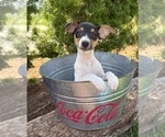 Small #1 Jack-Rat Terrier