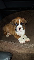 Boxer Puppy for sale in GRANT, AL, USA