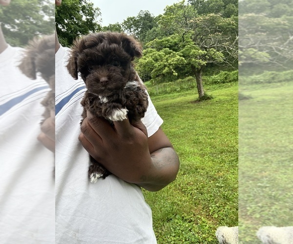 Medium Photo #20 YorkiePoo Puppy For Sale in VANCEBURG, KY, USA