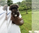 Small Photo #3 YorkiePoo Puppy For Sale in VANCEBURG, KY, USA