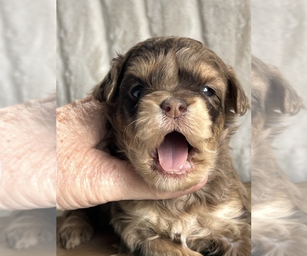 Medium Photo #1 Goldendoodle mix (+ Poodle Miniature) Puppy For Sale in NILES, MI, USA