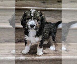 Bernedoodle Puppy for Sale in CORDOVA, Tennessee USA