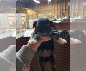 Morkie Puppy for sale in WHITE OAK, GA, USA