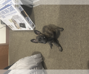 Belgian Malinois Puppy for sale in DEKALB, IL, USA