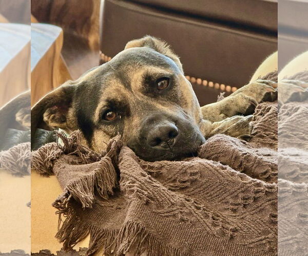 Medium Photo #10 Mutt Puppy For Sale in Mount Laurel, NJ, USA