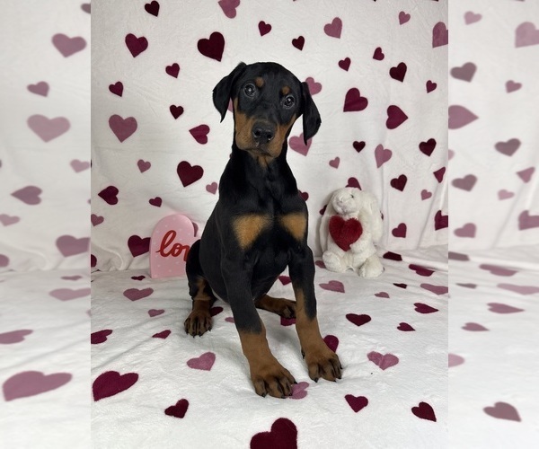 Medium Photo #2 Doberman Pinscher Puppy For Sale in GREENFIELD, IN, USA