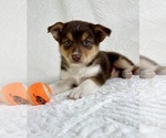 Small #2 Miniature Australian Shepherd-Pomsky Mix