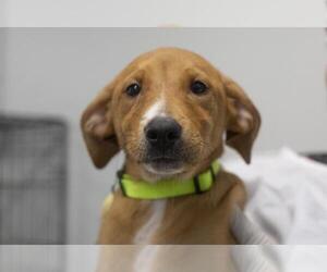 Medium Labrador Retriever Mix